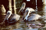 Famous Kemah Pelicans
