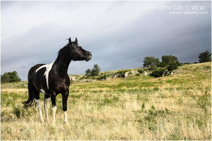 League City Friendswood Portrait Fien Art photographer Black Hills Mustang Sanctuary Sandy Adams Photography-1